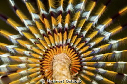 From Bodrum/Turkey
Canon 650D-100 mm makro lens by Mehmet Öztabak 